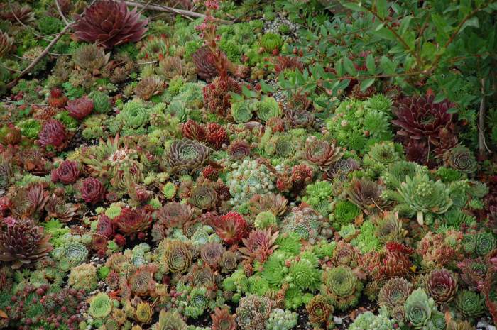 Sempervivum Dachwurz Hauswurz